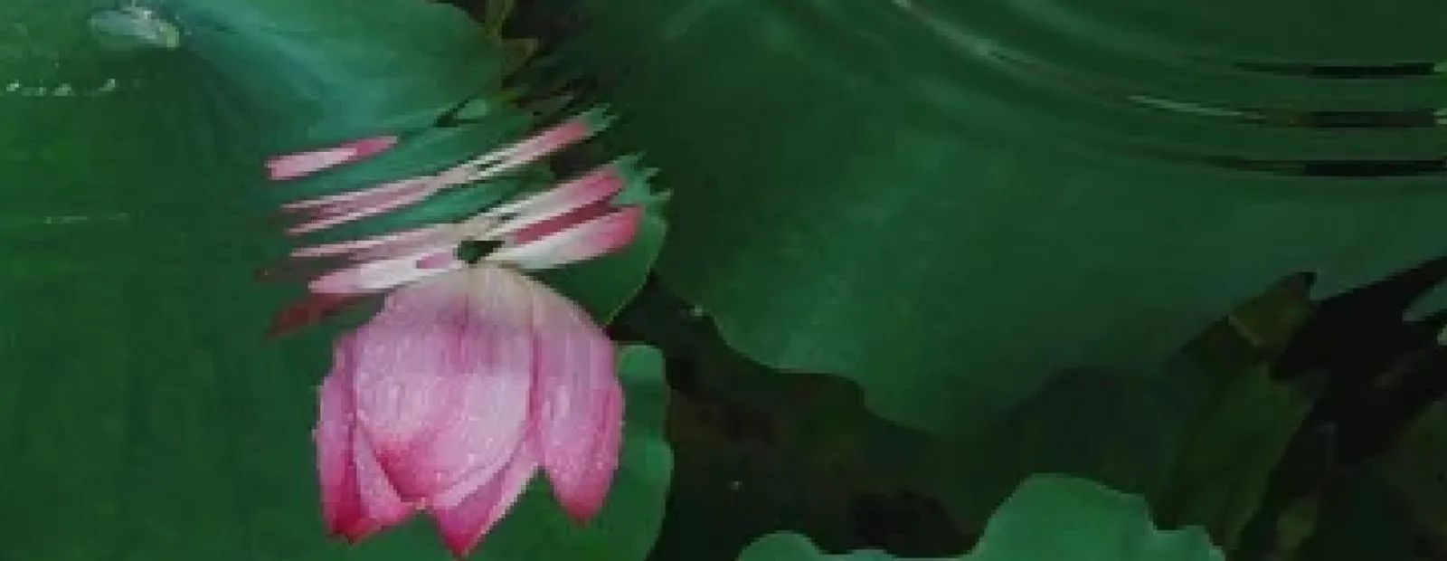 荷花与池水画面，适合用于修习与日课入口背景。