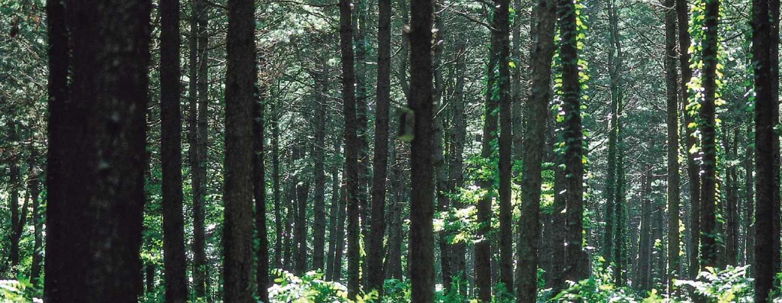 倪瓒山水竹石画面，适合用于经典根源或修学边界背景。