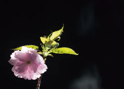 深色背景前的一枝樱花，光影柔和。